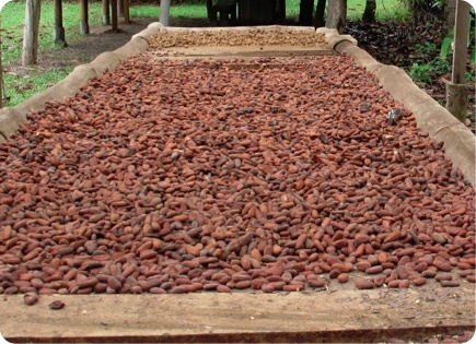 Сушка какао бобов