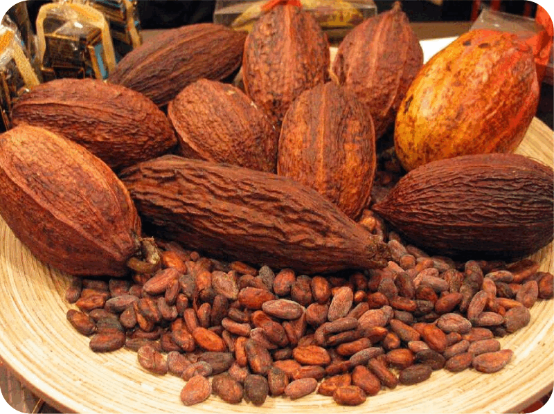 Фрукты: плоды какао дерева